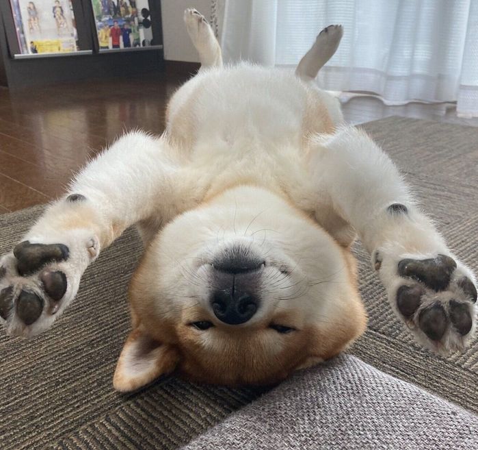 ヘソ天するみかんちゃん