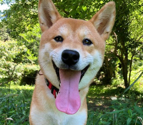 柴犬のLanaちゃん