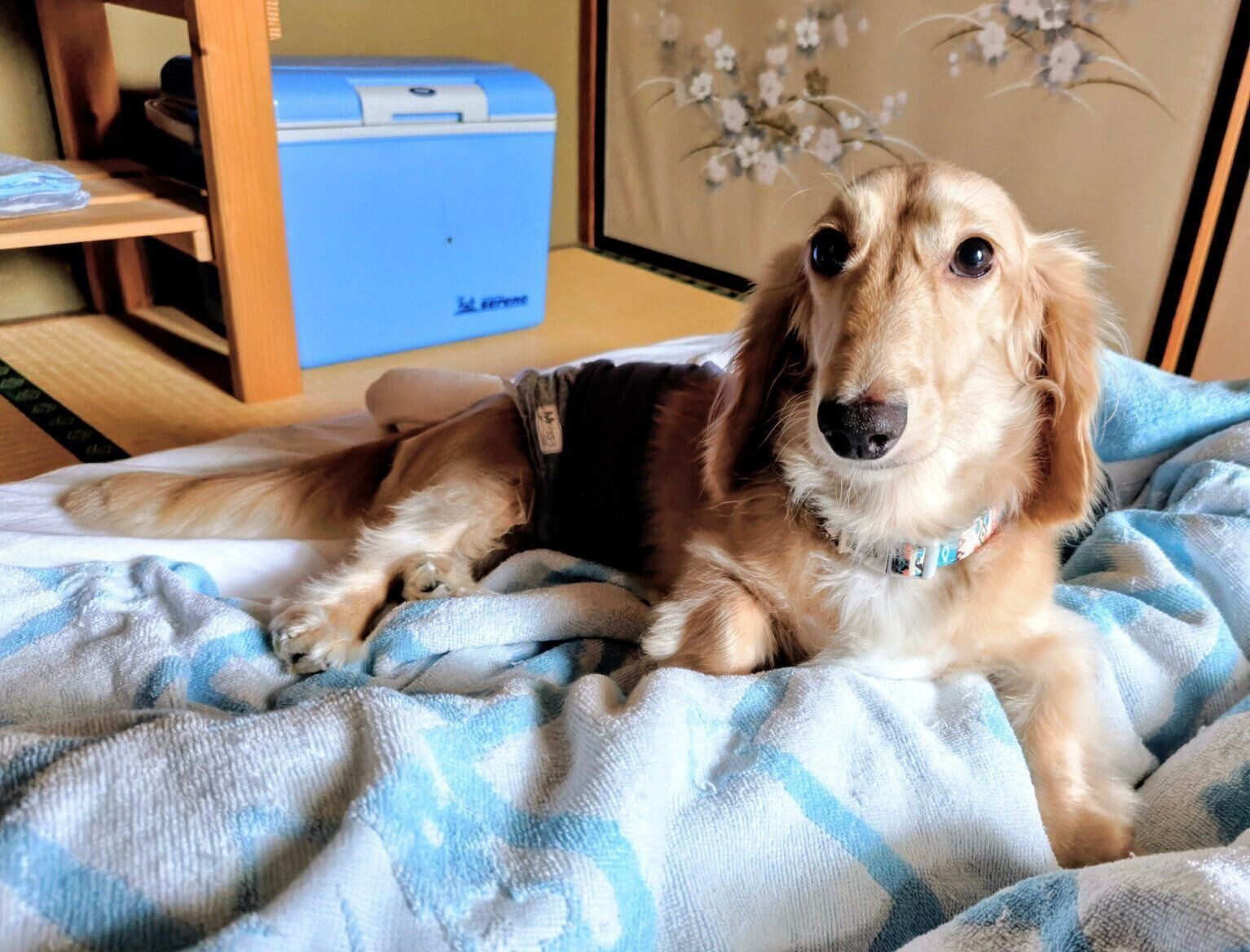 体調を崩した飼い主さんに添い寝するリッキーくん