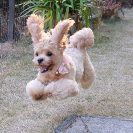 MIXのモカちゃん