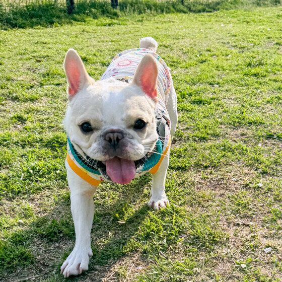 これって吐くサイン？ 犬が吐く前兆と吐いた後の対応を獣医師に聞いた いぬのきもち