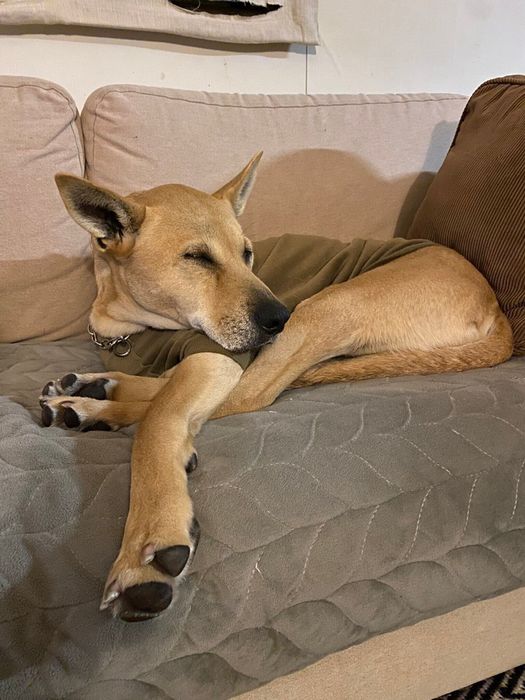 後ろ足を抱えた寝姿がかわいらしい犬