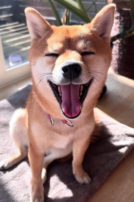 日向ぼっこをする柴犬