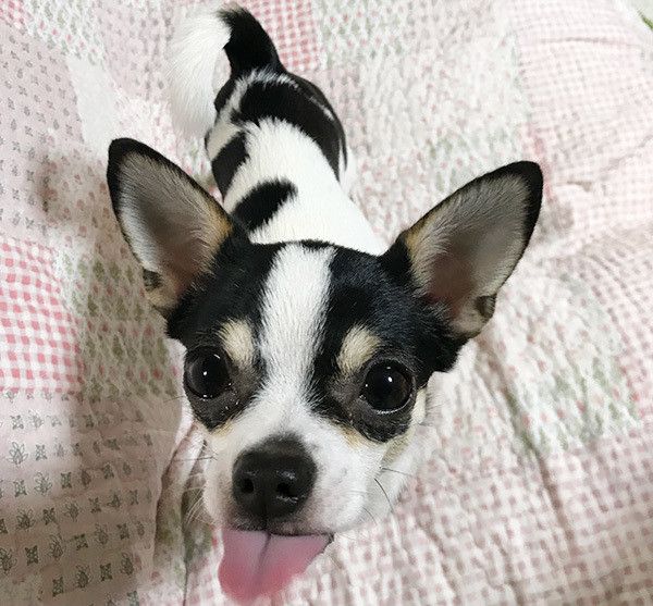 見つめるチワワ