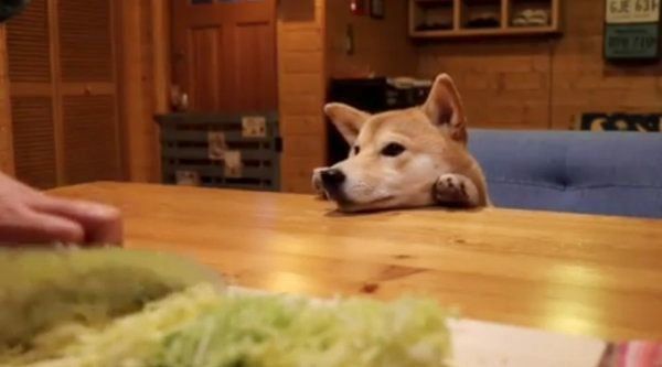 テーブル越しの柴犬