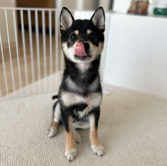 舌をぺろっとするガクくん