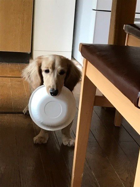 紙皿をくわえたミニチュア・ダックスフンド