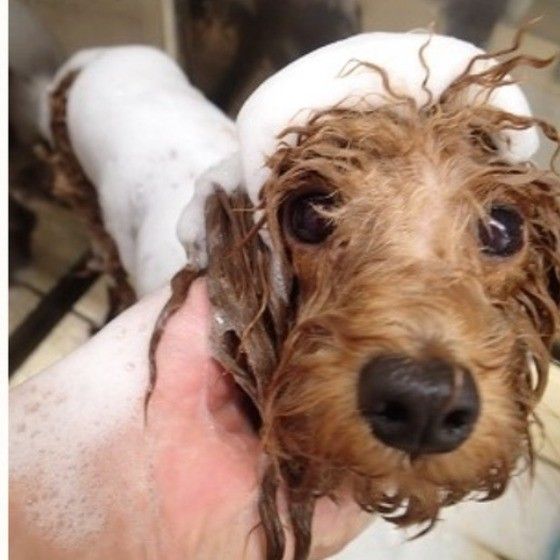 初めてのシャンプー画像