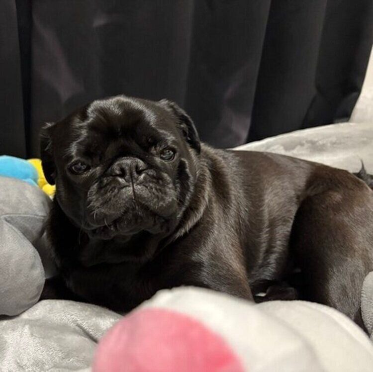 愛犬のつくねくん