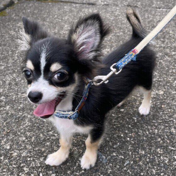 自宅で簡単にできる愛犬の健康チェックポイント いぬのきもち