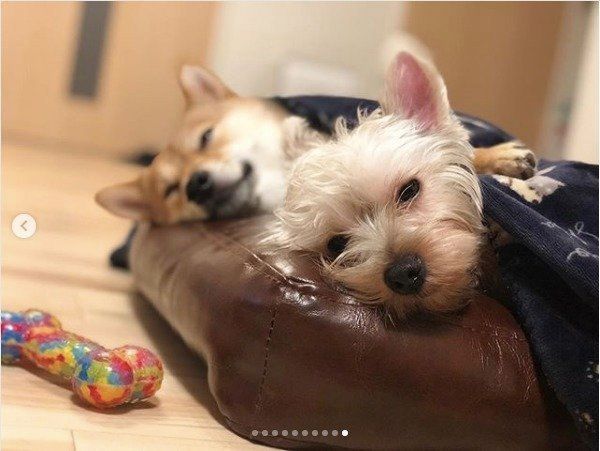 豆柴とヨークシャー・テリア