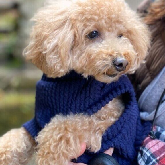 外で抱っこされているトイ・プードル