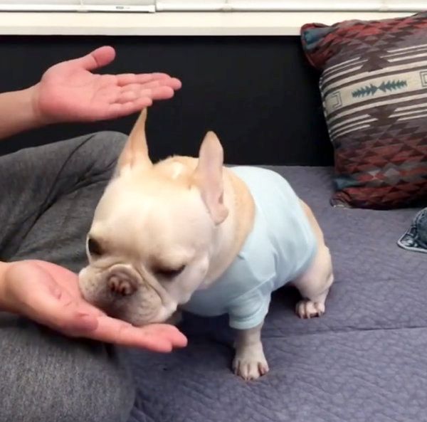 あご乗せをするフレンチ・ブルドッグ