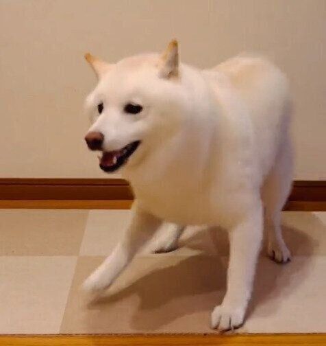 飼い主さんの帰宅を出迎えるラッテくん