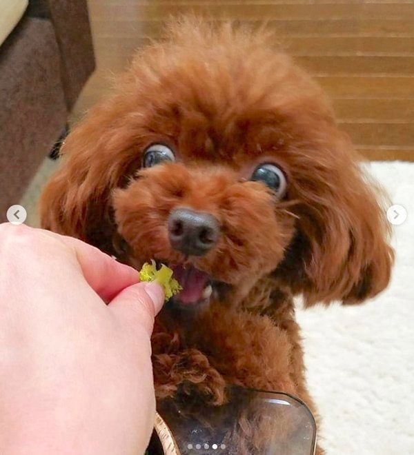 ブロッコリーに熱い視線を送るトイ・プードル