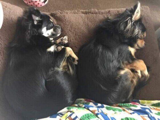 飼い主さんにお尻をくっつけて眠るチワワのるなちゃんたち