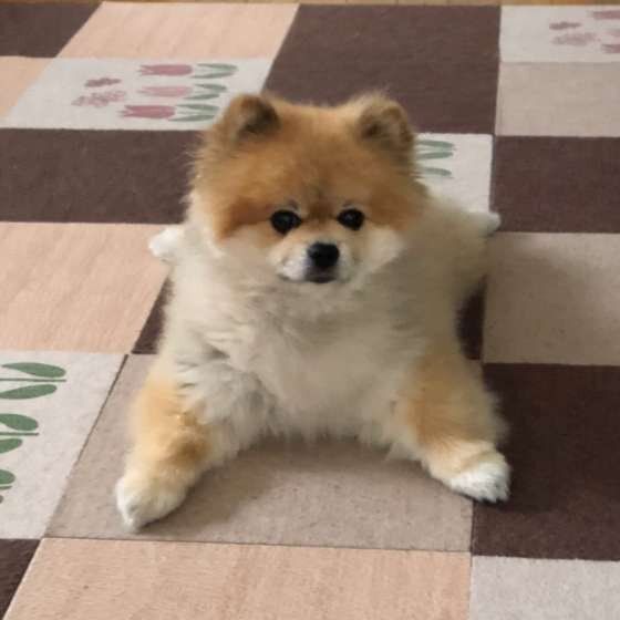 見つめるポメラニアン