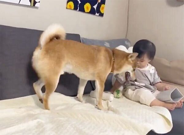 ボールを前に考え込む妹ちゃん