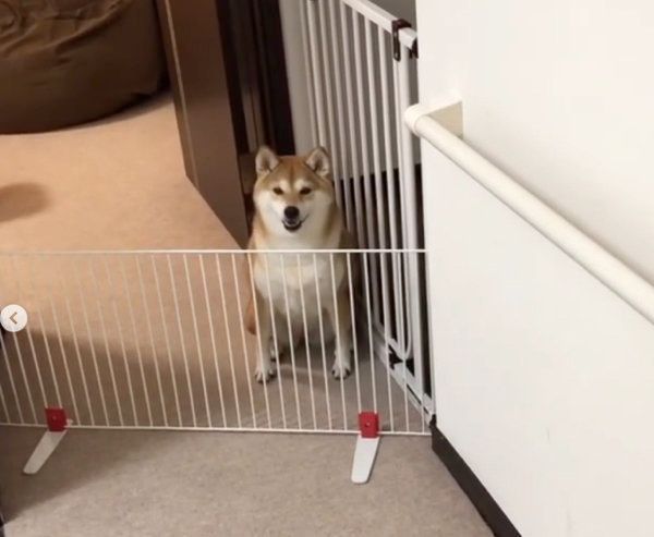 悲痛な鳴き声を出す柴犬