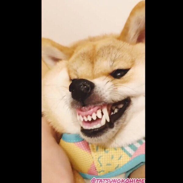 鼻風船をポコポコさせるタツノコ姫ちゃん