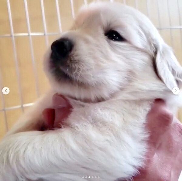 パパさんに抱っこされる子犬時代のアランくん