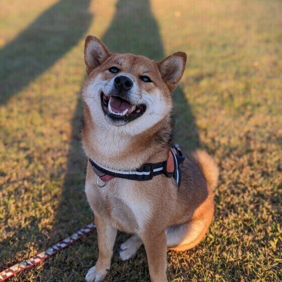 柴のむぎこちゃん