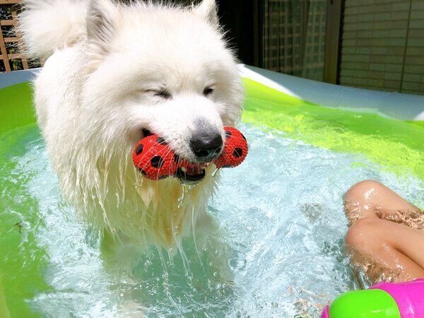 プール遊びをするサニーちゃん