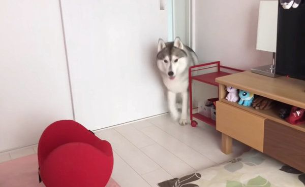 隙間から顔を覗かせるシベリアン・ハスキー