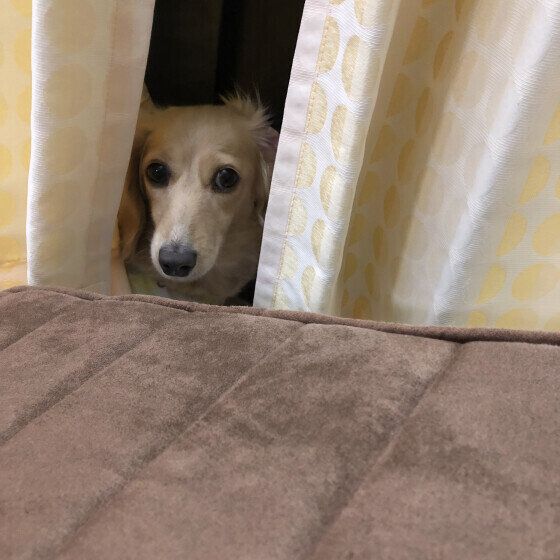 はな  カニーンヘン・ダックスフンド