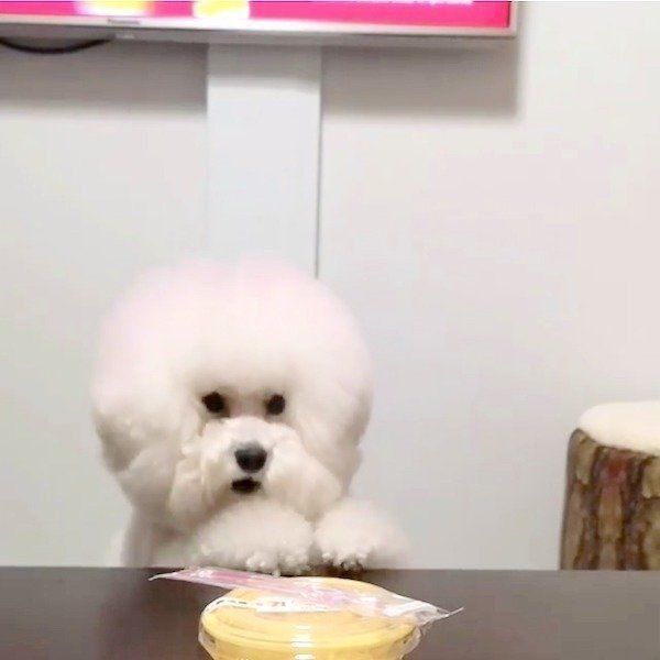 プリンを狙うトイ・プードル