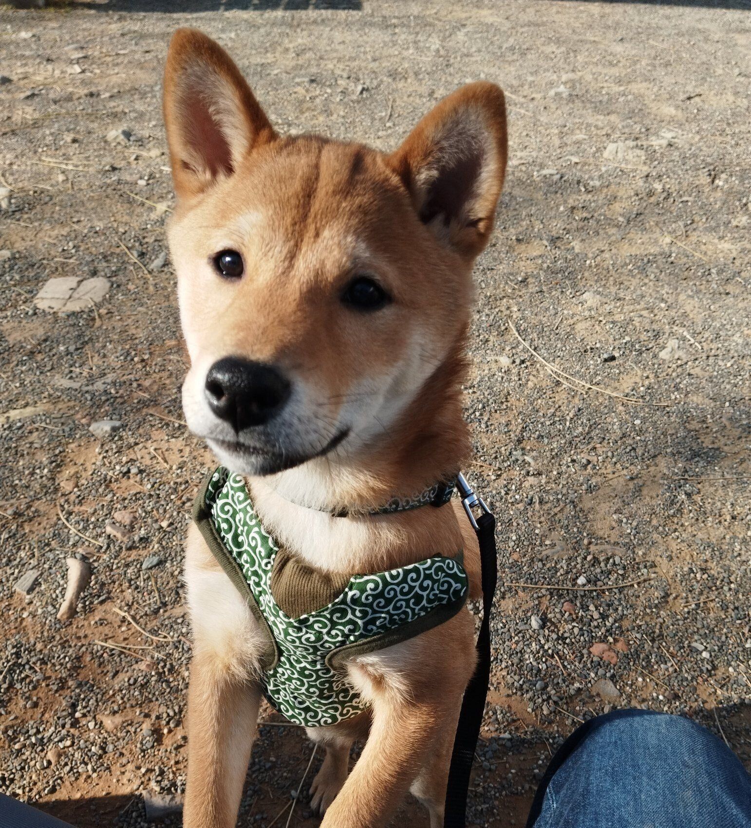飼い主さんの膝に前足を置く蒼くん