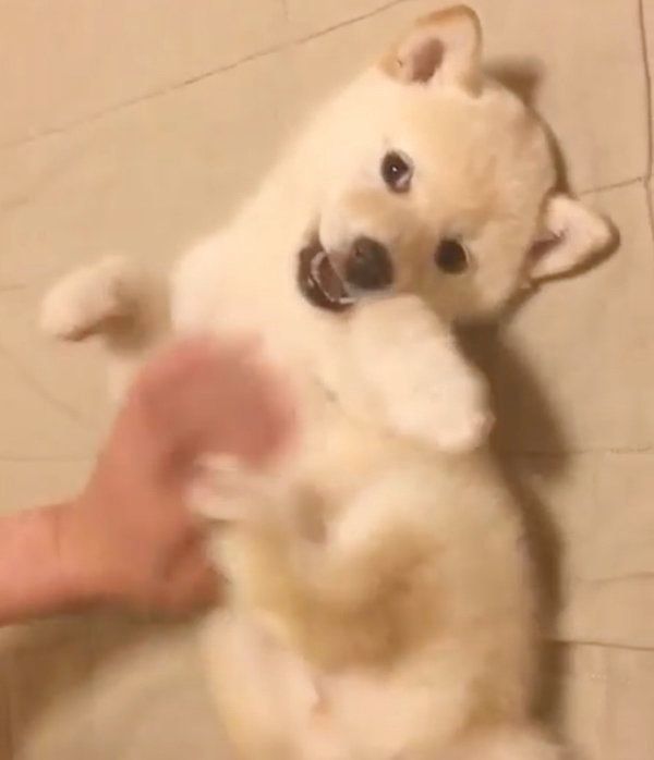 ナデナデしてもらう白柴