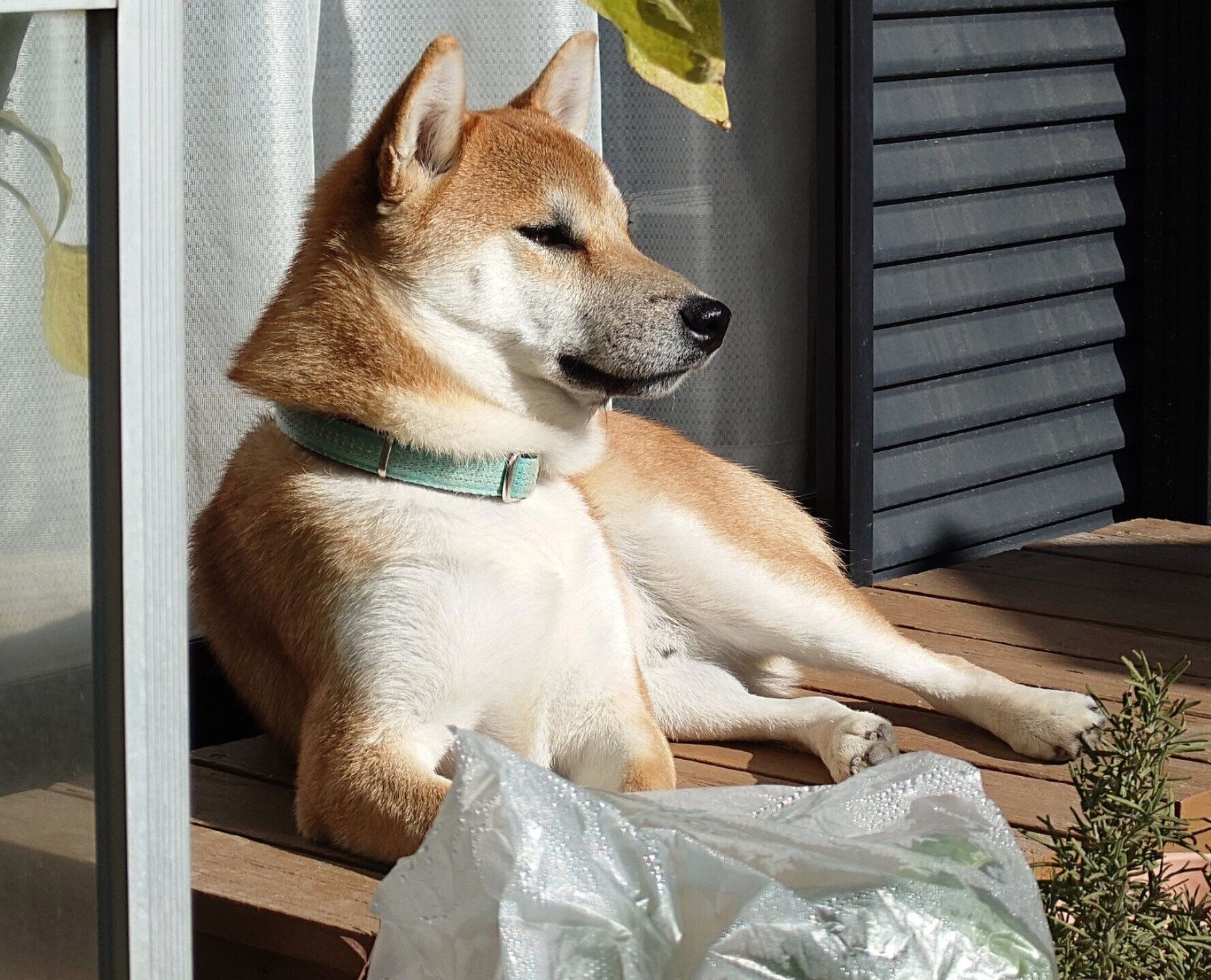 庭でまったりする竜太くん