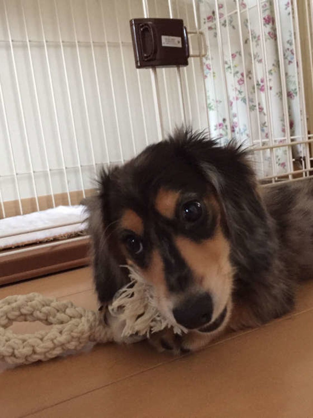 専門家監修 噛む子犬のしつけ方 3つのしつけポイントを解説 いぬのきもちweb Magazine 専門家監修 噛む子犬のしつけ方 3つのしつけポイントを解説 いぬのきもちweb Magazine