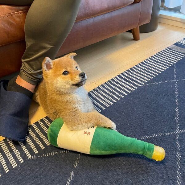 おもちゃに前足をかけるぼんたんくん