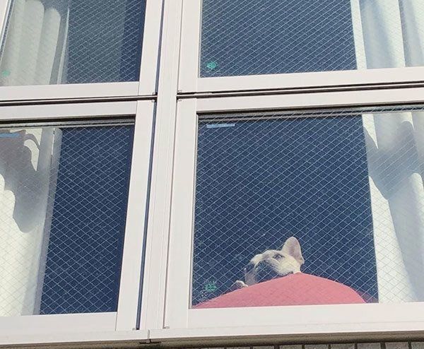 外を見張るフレンチ・ブルドッグ