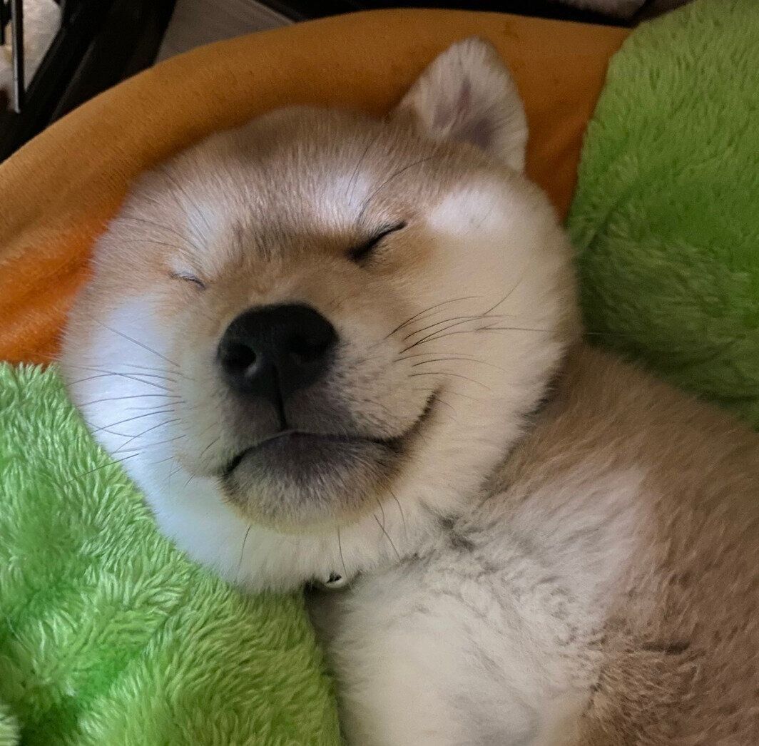 生後2カ月ごろのてんくん
