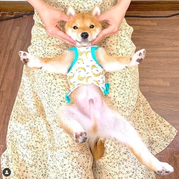 ポーズを決める豆柴のうにくん