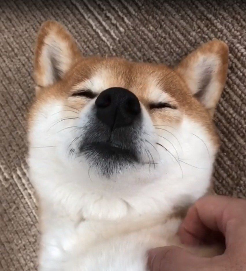 気持ちよさそうな柴犬のコウちゃん