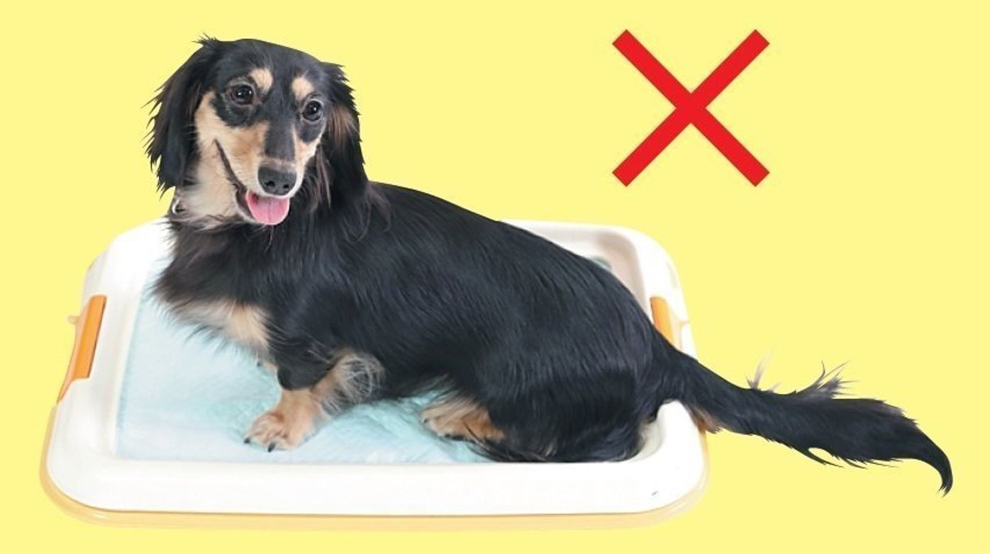 犬のそそうの原因 トイレの サイズ かも サイズ別トイレトレーの選び方 いぬのきもちweb Magazine 犬のそそうの原因 トイレの サイズ かも サイズ別トイレトレーの選び方 いぬのきもちweb Magazine