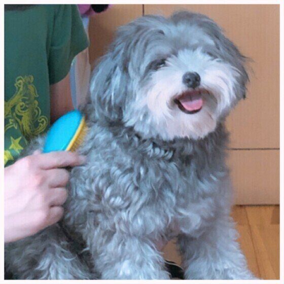 ブラッシング中のナッツちゃん