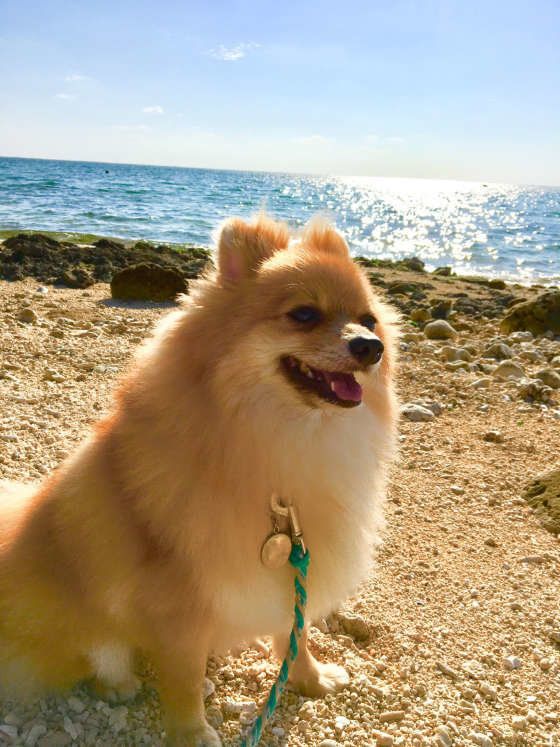 海をバックに可愛いポメラニアン