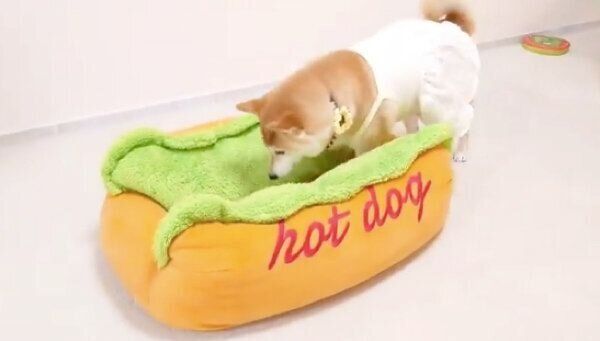 「ホットドッグ」型のベッドに入るチャーミーちゃん