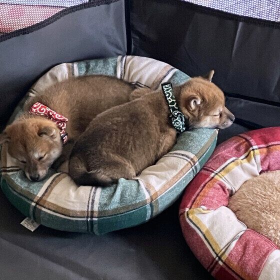 柴　フォルダに眠っていた画像