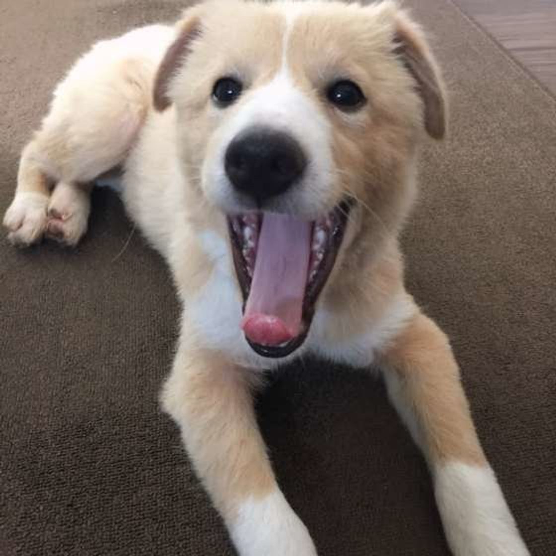 眠いだけじゃない 犬のあくびの理由とは かわいいあくび画像も いぬのきもちweb Magazine 眠いだけじゃない 犬のあくびの理由とは かわいいあくび画像も いぬのきもちweb Magazine