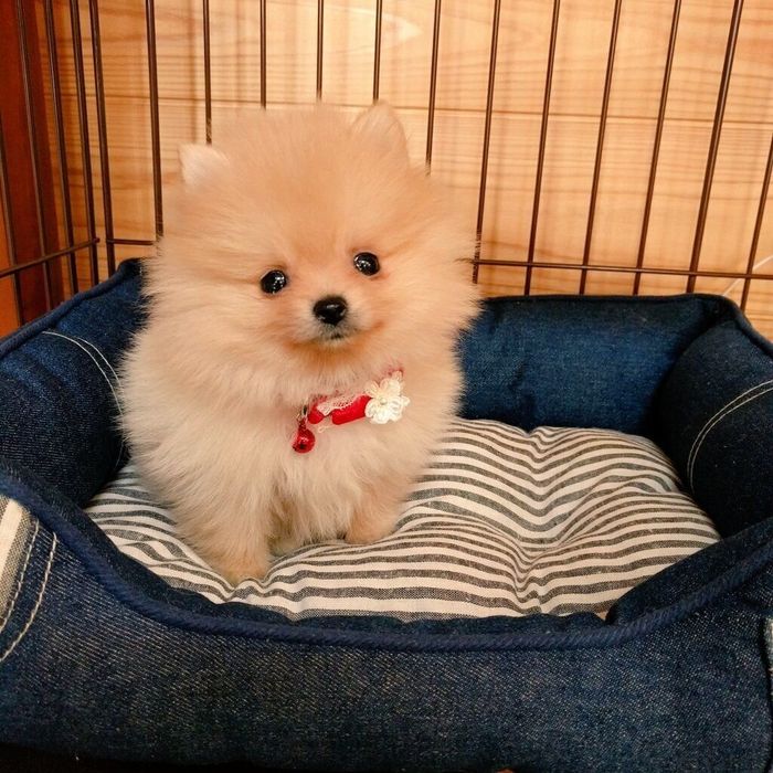 家にお迎えした日のぽぽちちゃん