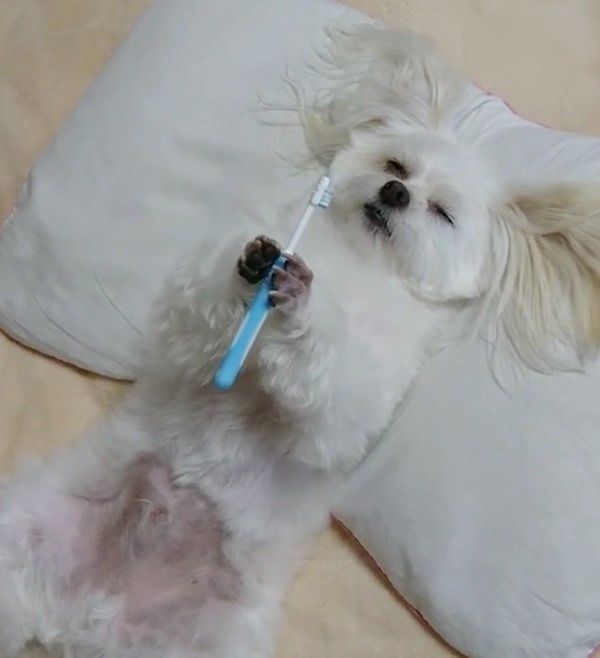 歯磨きをしながら眠気と闘うチワマル