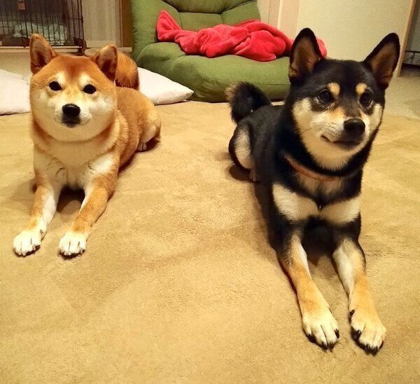 見つめるわさびちゃん、くろ吉くん