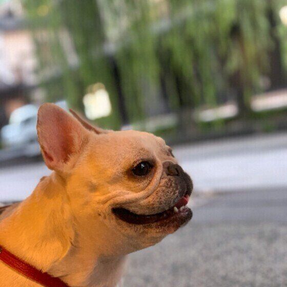 笑顔のフレンチ・ブルドッグ