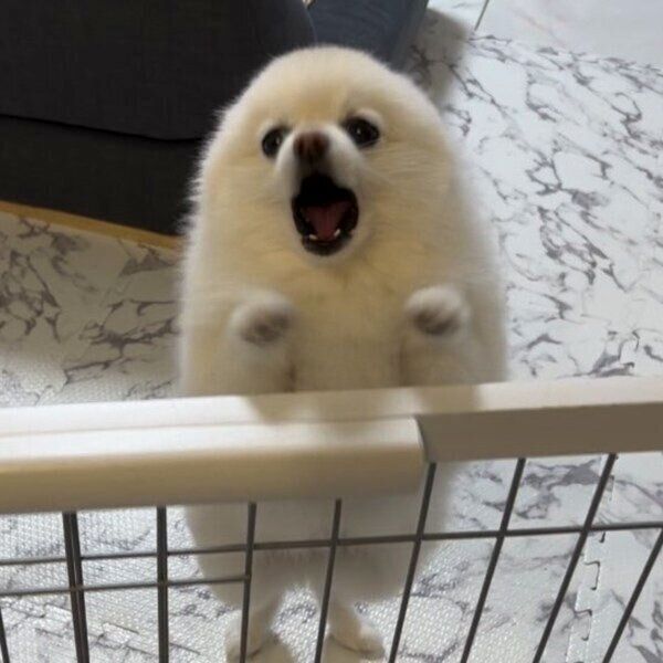 学校に行くお姉ちゃんを引き留めるぽんちゃん